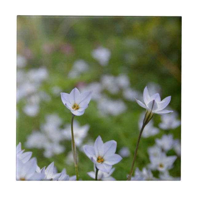 Spring Starflower Tile (Front)