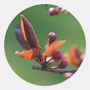 Spring Sticker