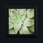 Spring Succulent Gift Box<br><div class="desc">"Spring Succulent I" by Jason Johnson. Features a closeup of a succulent.</div>