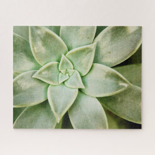 Spring Succulent Jigsaw Puzzle
