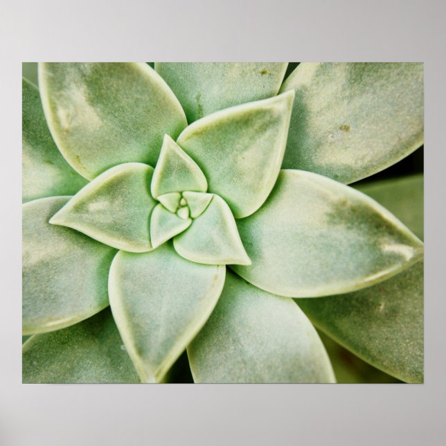 Spring Succulent Poster (Front)