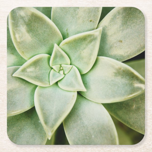 Spring Succulent Square Paper Coaster (Front)
