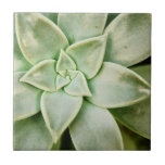 Spring Succulent Tile<br><div class="desc">"Spring Succulent I" by Jason Johnson. Features a closeup of a succulent.</div>