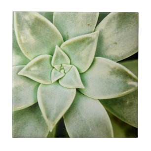 Spring Succulent Tile