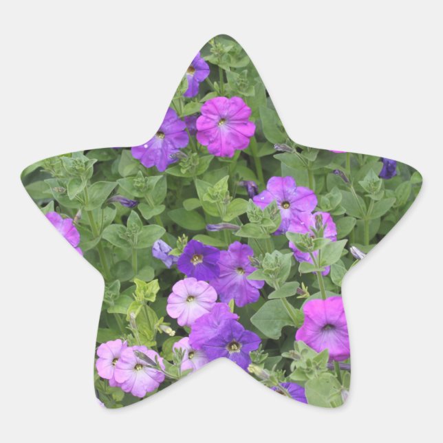 Spring Summer Floral Purple Petunia Flowers Decor Star Sticker (Front)