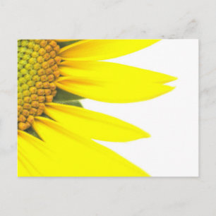 Spring sunflowers postcard