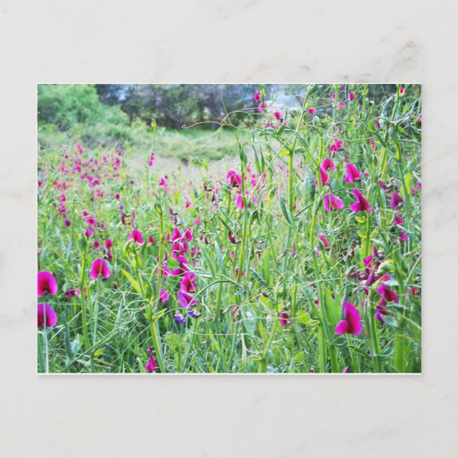 Spring Sweet Peas Postcard (Front)