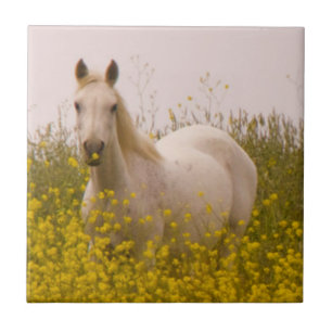 Spring Tile