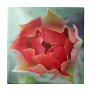 Spring Tile