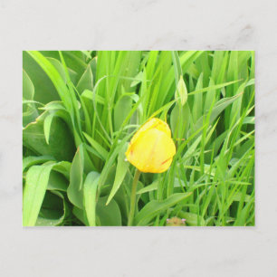 Spring Time 5 Postcard