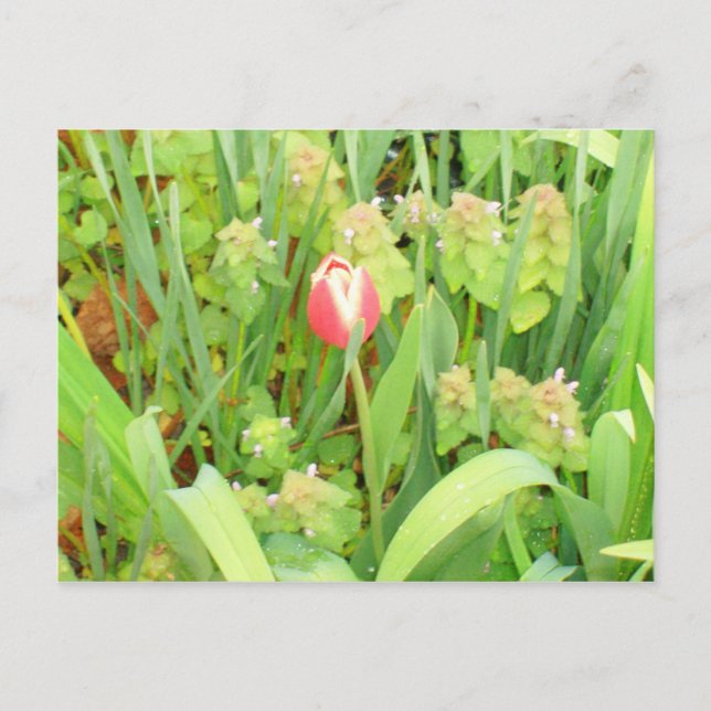 Spring Time 6 Postcard (Front)