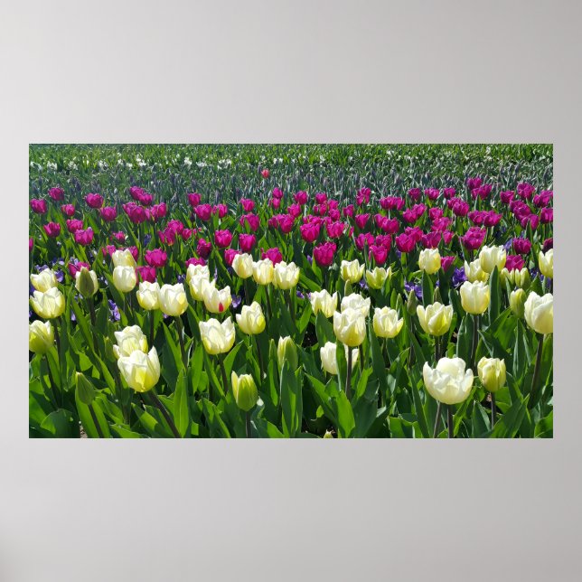 Spring time in Holland with Tulips Poster (Front)