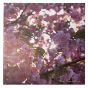 spring time in Prospect Park Brooklyn NY Tile