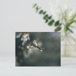Spring time. Macro water dew Postcard