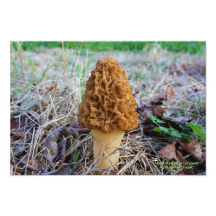 Spring Time Morel Mushroom Photo Print