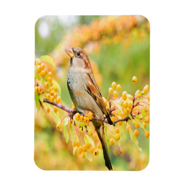 Spring Time Sparrow Magnet (Vertical)