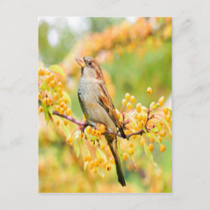 Spring Time Sparrow Postcard