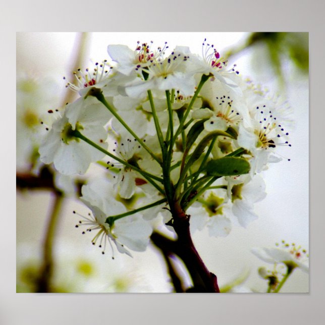 Spring Trees Poster (Front)