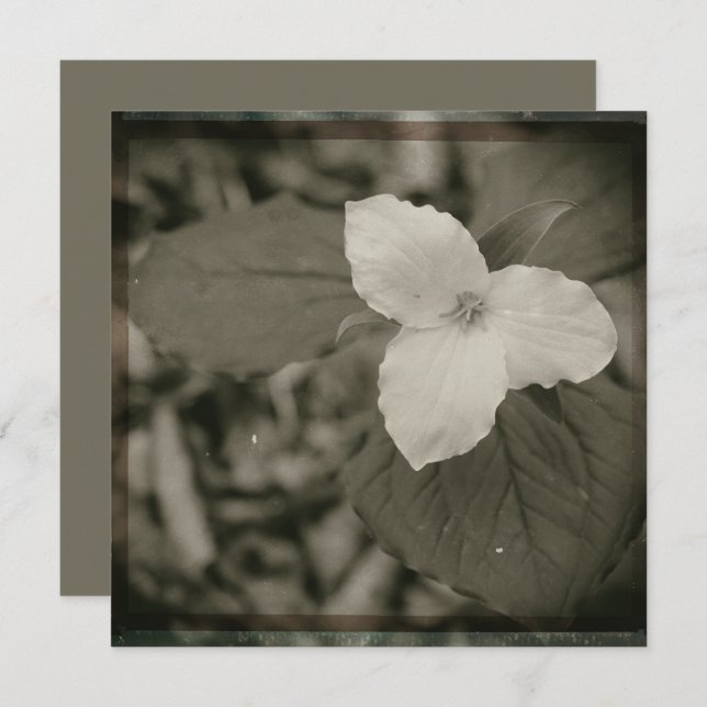 Spring Trillium Collodion Filter Card (Front/Back)