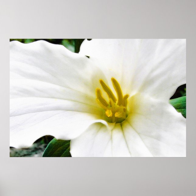 Spring Trillium, print (Front)