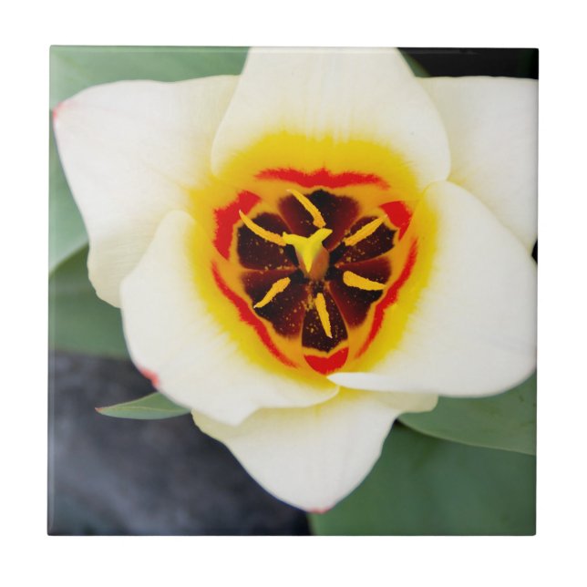 Spring Tulip Close-Up Photo Tile (Front)