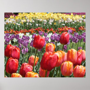 Spring Tulip Garden Poster