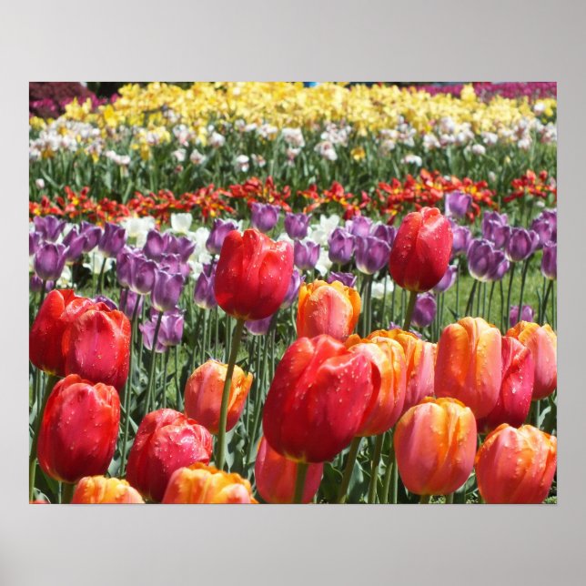 Spring Tulip Garden Poster (Front)