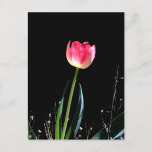 Spring tulip postcard