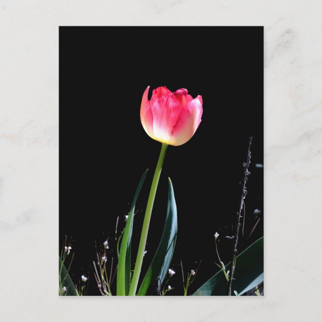 Spring tulip postcard (Front)