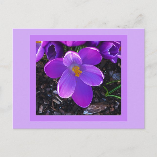 Spring Tulip Postcard (Front)