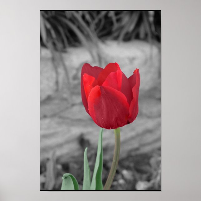 Spring Tulip Poster (Front)