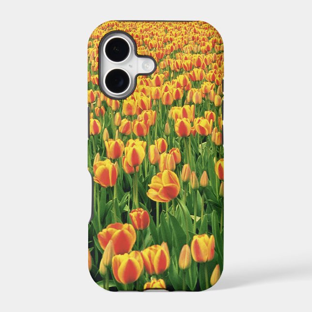 Spring tulips bloom in front of old barn. (Back)