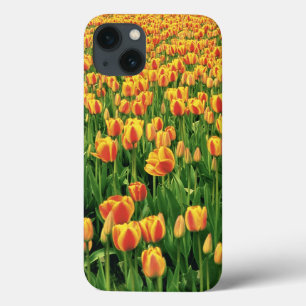Spring tulips bloom in front of old barn. iPhone 13 case