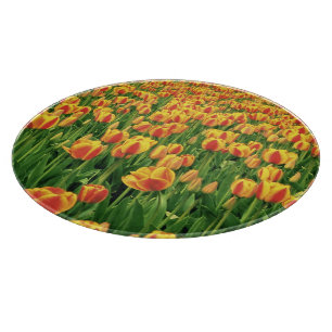 Spring tulips bloom in front of old barn. cutting board