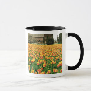 Spring tulips bloom in front of old barn. mug