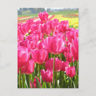 Spring Tulips in Oregon Postcard