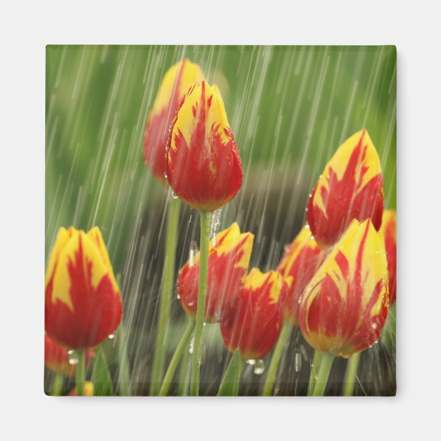 Spring Tulips Magnet (Front)