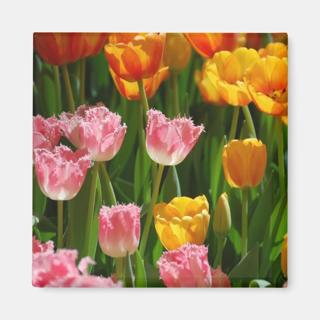 Spring Tulips Magnet (Front)