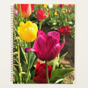 Spring tulips, Oregon