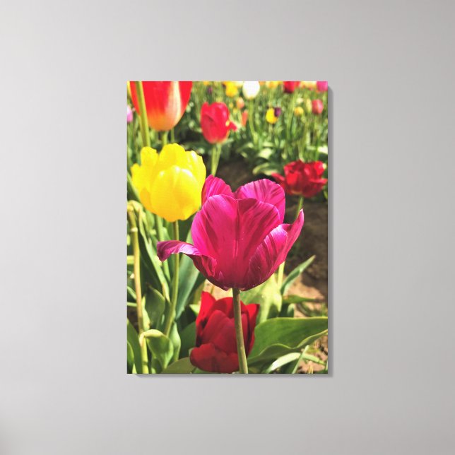 Spring Tulips, Oregon Canvas Print (Front)