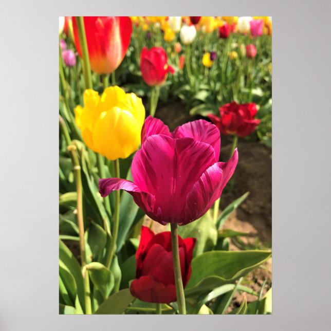 Spring Tulips, Oregon Poster (Front)