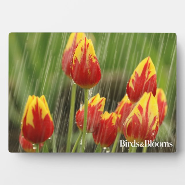 Spring Tulips Plaque (Front)