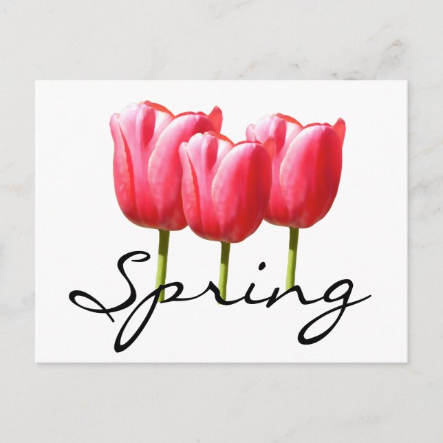 Spring Tulips Postcard (Front)