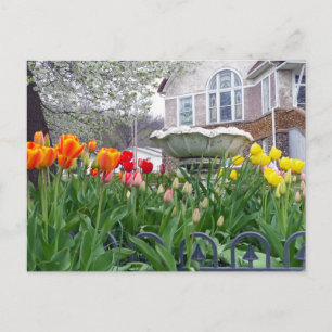 Spring Tulips Postcard