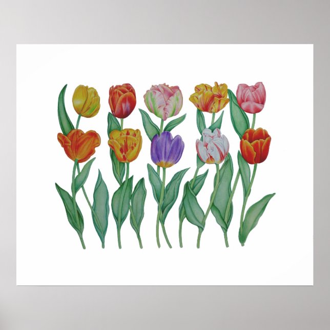 Spring Tulips Poster (Front)