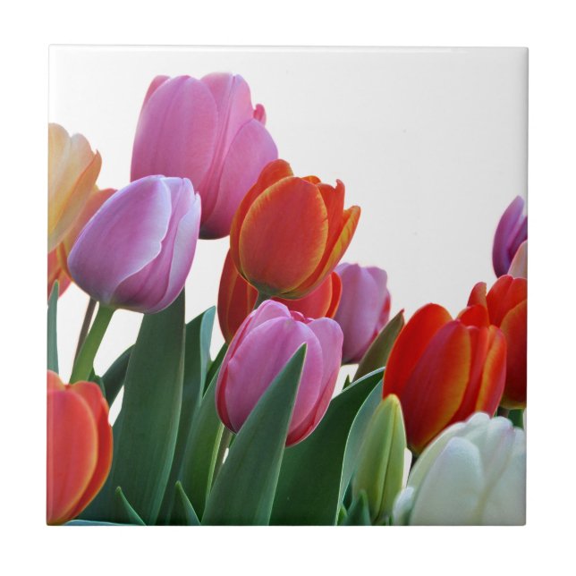 Spring Tulips Tile (Front)