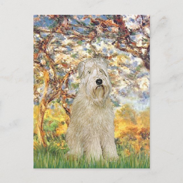 Spring - Wheaten Terrier 7 Postcard (Front)