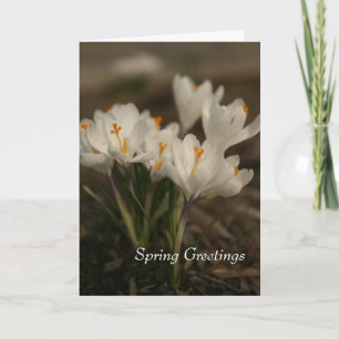 Spring White Crocus Folded Greeting Card