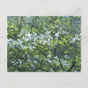 spring white dogwood flowers postcard