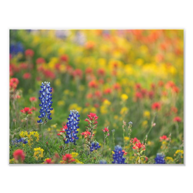 Spring Wildflowers Photo Print (Front)